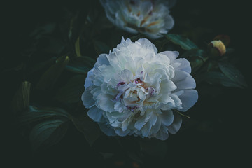  large delicate bright peony flower among dark green leaves in the summer garden