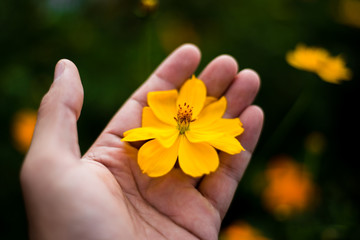 yellow flower in hand 2