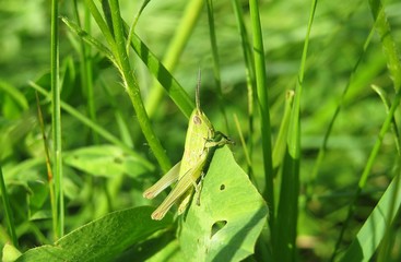 Green grasshopper on leaf in the meadow on natural plant background, closeup