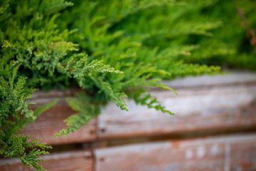 microbiota decussata green bushes