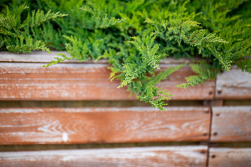 microbiota decussata green bushes