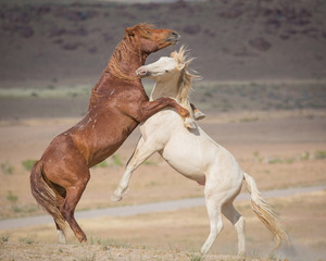 brown and white horses fighting