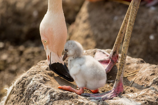 Flaminglet 影像 – 瀏覽 3 個素材庫相片、向量圖和影片 | Adobe Stock