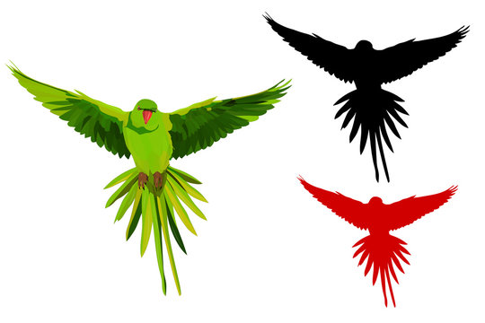 Cute bird Parrot flying. Realistic vector image. Bird: Alexandrine Parakeet. Psittacula eupatria. White background.
