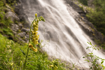 gelber Fingerhut vor einem Wasserfall