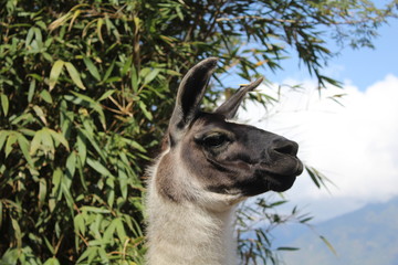lama in zoo