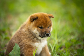 Cute and lovely red shiba inu puppy sitting in the green grass in summer