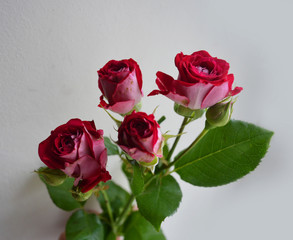 red tea roses