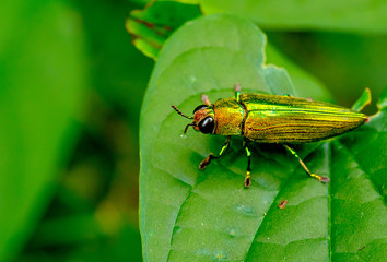 Green metallic wood-boring beetle stay on leaf during day time in the forest with green background.