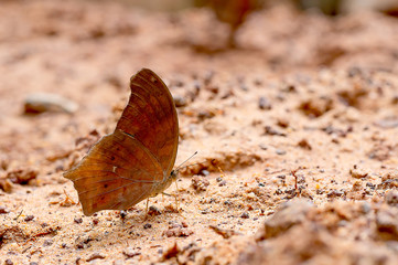 Close up view of brown butterfly stay on salt marsh and take mineral from the soil during day time with sun light near the forest.