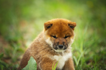 Fototapeta na wymiar Cute and beatiful red shiba inu puppy sitting in the green grass in summer