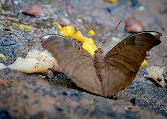 Close up view of brown butterfly stay and eat some fruits on the rock near the forest in the national park of Thailand.