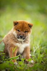 Cute and beatiful red shiba inu puppy sitting in the green grass in summer