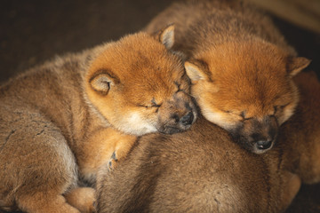 Group of Red Beautiful Shiba Inu puppy sleeping together in the crate