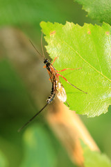 Schlupfwespe