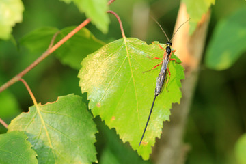 Schlupfwespe