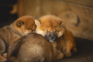 Group of Red Beautiful Shiba Inu puppy sleeping together in the crate