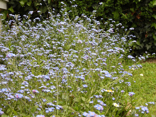 fleurs