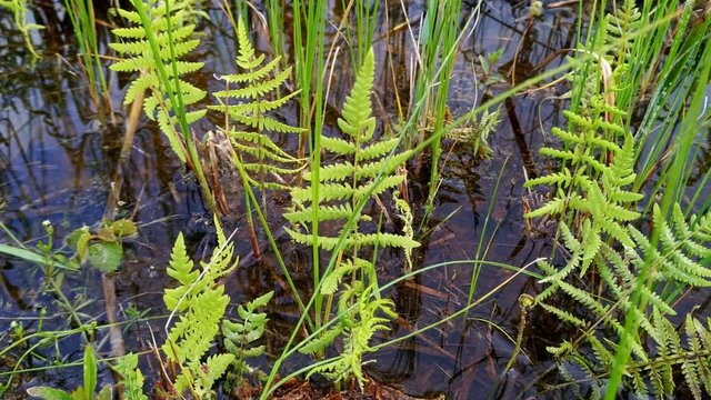 Growing small fern plants immersed in the waters of Lake Kanieris Latvia, panning shot