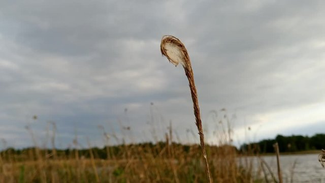 Dry weed moving with the strength of the wind, depth of field shot