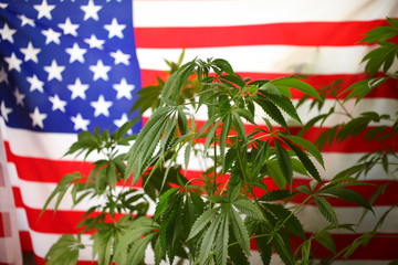 America legal marijuana concept. Medical cannabis