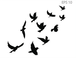 A flock of flying birds. Transparent background.