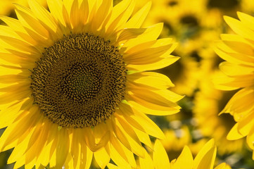 Fototapeta premium sunflower and bee