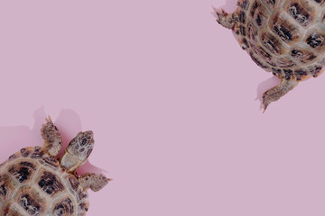 Turtle on pink background trend flat lay concept with fashionable toning. Many turtles pattern