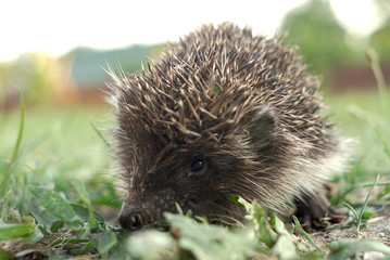 young hedgehog portrait close up