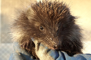 young hedgehog portrait close up
