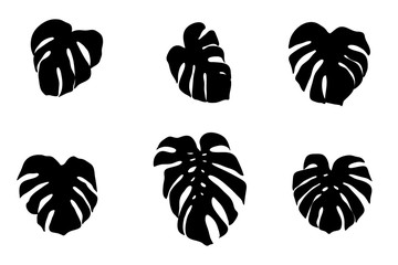Set of vector silhouettes of monstera leaves