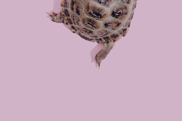Turtle on pink background trend flat lay concept with fashionable toning. Pattern with copyspace