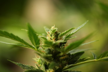 plant cannabis farm plantation medical marijuana hemp