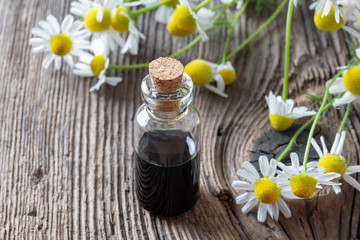 Obraz na płótnie Canvas A bottle of German chamomile essential oil