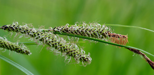 Green grass. natural background texture. fresh spring green grass. Selective focus