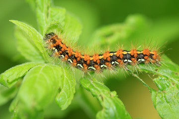 Russischer Bär Raupe