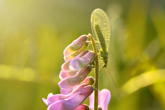 Common green lacewing, Chrysoperla carnea