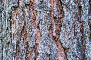 Natural surface texture of tree bark. Background pattern. Horizontal orientation.