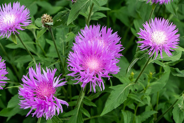 A group of Black Knapweed or Centaurea nigra wild flowers grows in summer in the forest