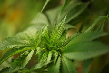 Fototapeta na wymiar plant cannabis farm plantation medical marijuana hemp