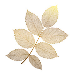 Leaves Rose  isolated on white. Vector illustration.