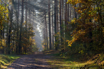 Country road in the forest. The sun's rays shine through the branches of trees.