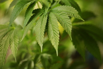 plant cannabis farm plantation medical marijuana hemp