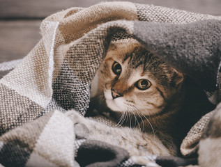Domestic tabby cat lying under soft plaid.