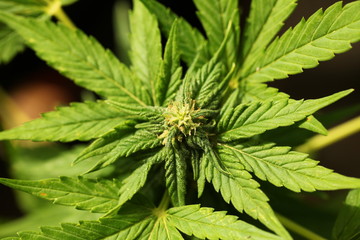 plant cannabis farm plantation medical marijuana hemp