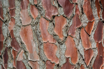 Natural surface texture of tree bark. Background pattern. Horizontal orientation.