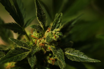 plant cannabis farm plantation medical marijuana hemp