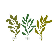 Vector botanic illustrations. Botanical clipart. Set of Green branches. 