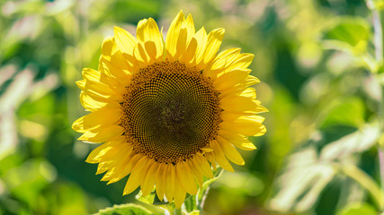 sunflowers grow in a field on a farm