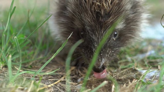 hedgehog drinks water slow motion